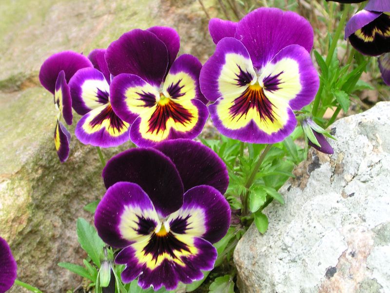 PurplePansies