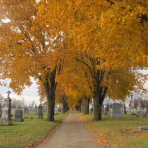 Stop and… photograph the trees